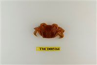 藏品(字紋弓蟹)的圖片